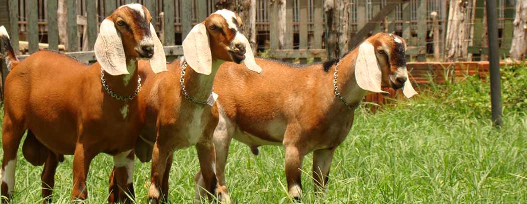 Fazenda Cristal - Animais geração 2011