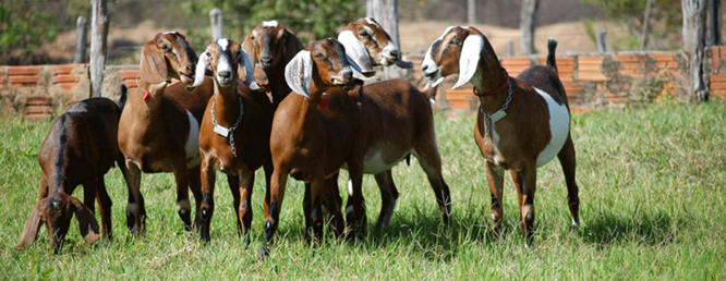 Fazenda Cristal